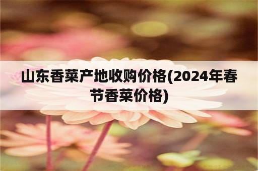山东香菜产地收购价格(2024年春节香菜价格)